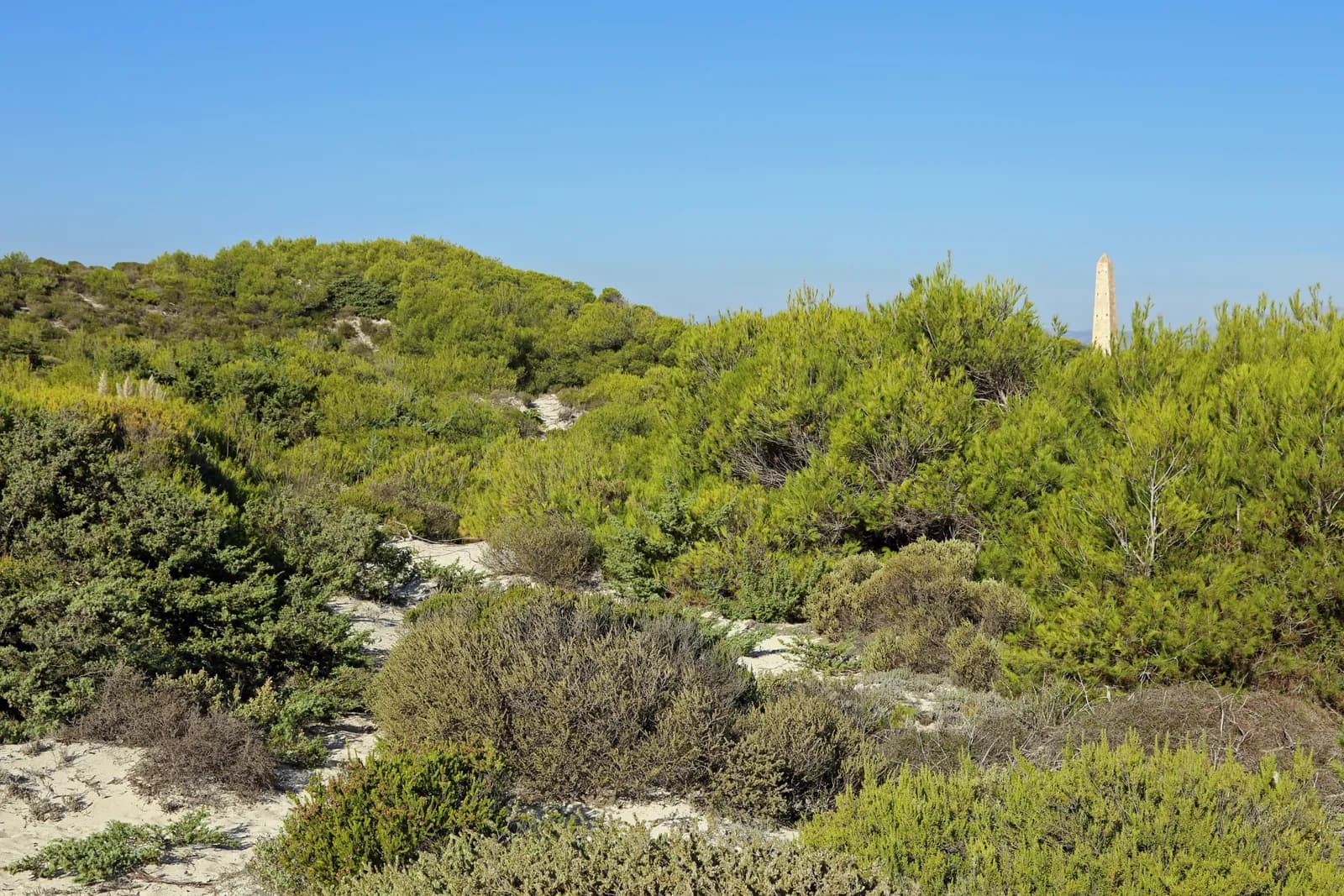 Dunes and coastal vegetation at Playa de Muro